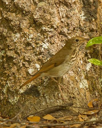 Hermit Thrush