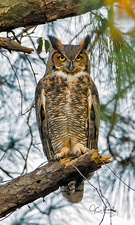 Great horned Owl