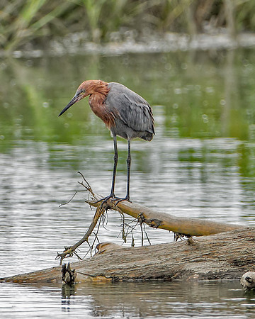 Reddish Egret