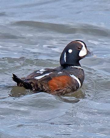 Harlequin Duck