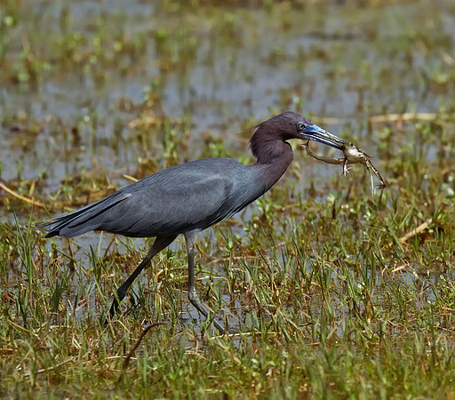 Little Blue Heron eating a frog