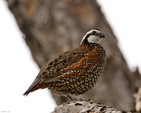 Northern Bobwhite