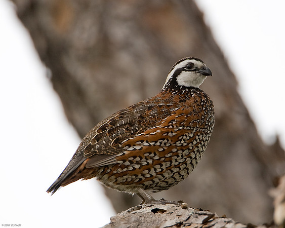 Northern Bobwhite