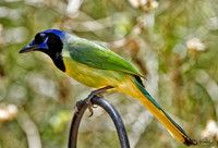 Green Jay