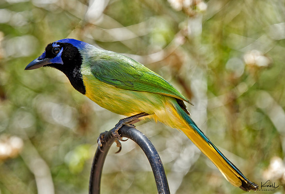Green Jay