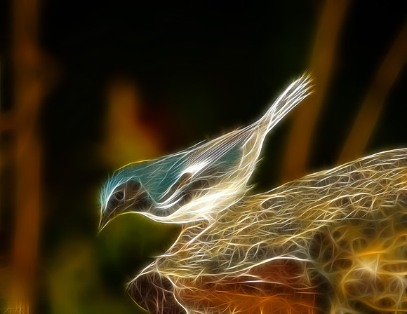 Black-throated Blue Warbler (M)