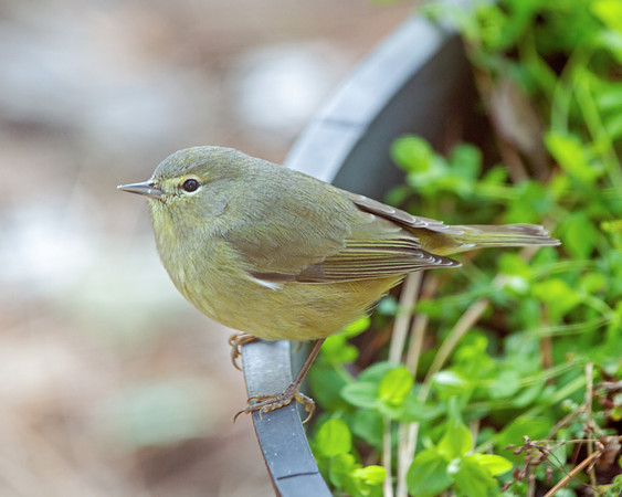 Orange-crowned Warbler