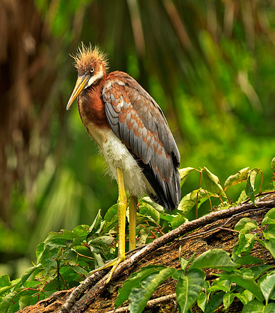 Tricolored Heron (Juv)
