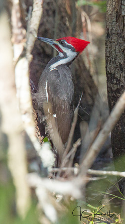 Pileated Woodpecker (M)