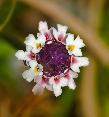 Lippia