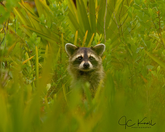 Raccoon