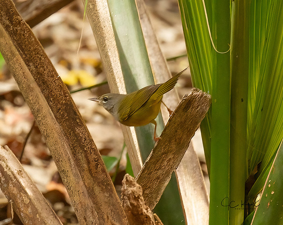 MacGillvray's Warbler