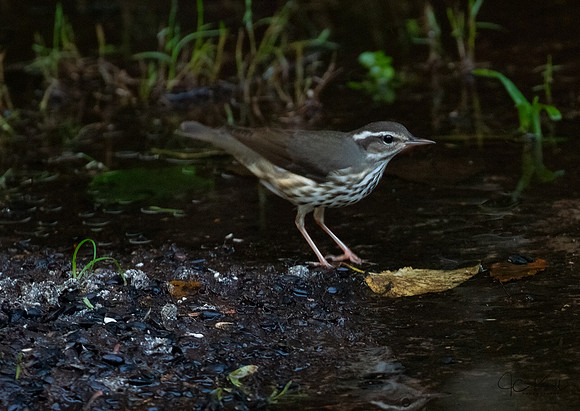 Louisiana Waterthrush