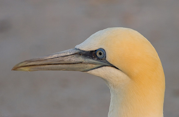 Northern Gannet