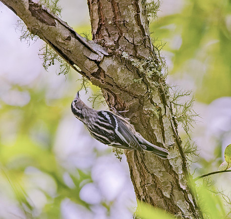 Black-and-white Warbler (F)