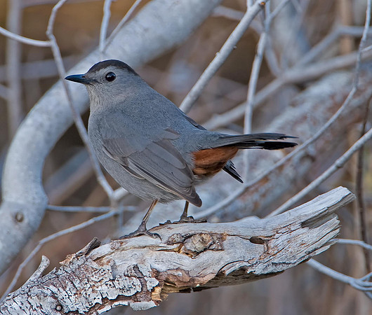 Gray Catbird