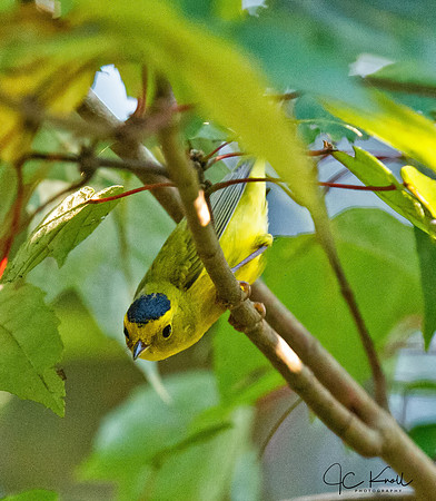 Wilson's Warbler (M)