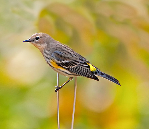 Yellow-rumped Warbler (M)