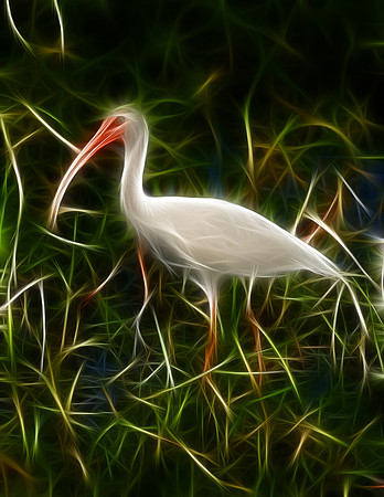 White Ibis