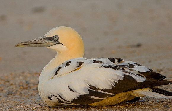 Northern Gannet