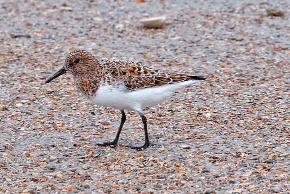 Sanderling (Male - Breeding)