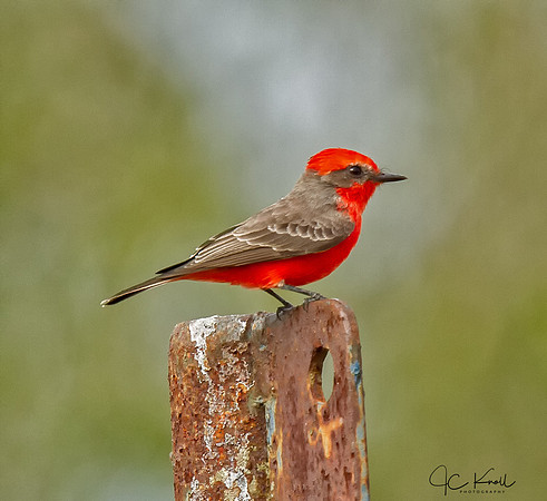 Vermillion Flycatcher (M)
