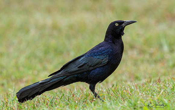 Great-tailed Grackle