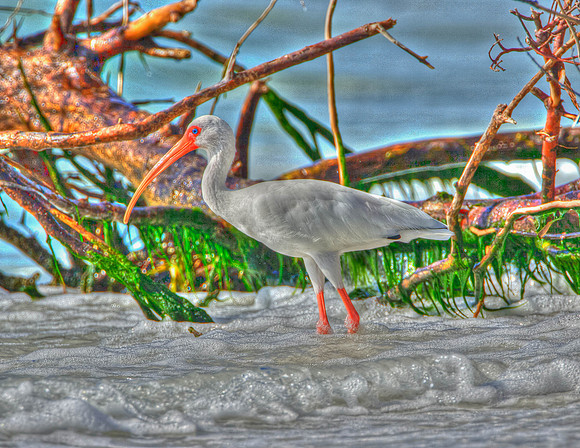 White Ibis