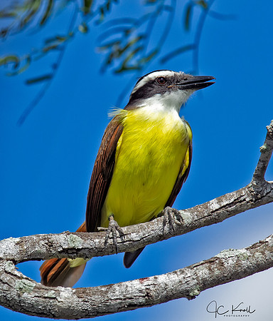 Great Kiskadee