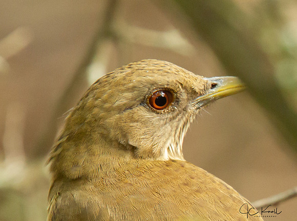 Clay-colored Thrush