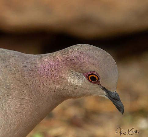 White-tipped Dove