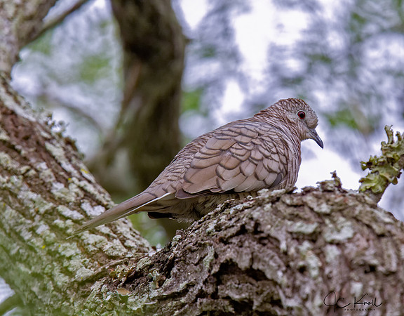 Inca Dove
