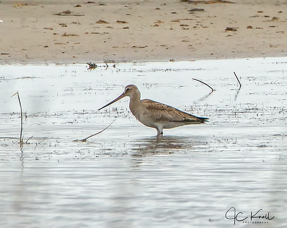 Hudsonian Godwit