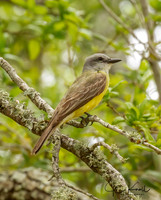 Couch's Kingbird