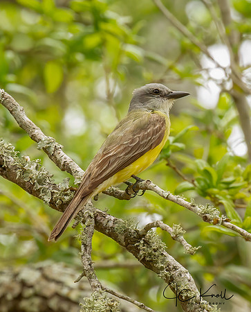 Couch's Kingbird