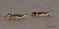 Wilson's Phalaropes