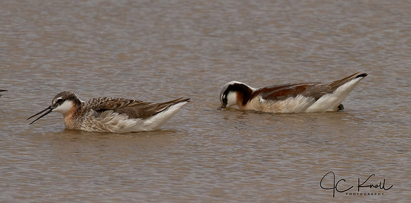 Wilson's Phalaropes