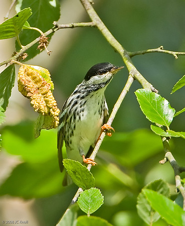 Blackpoll Warbler (M)