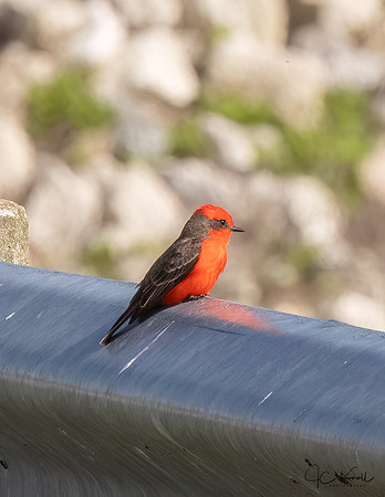 Vermillion Flycatcher