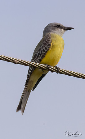 Tropical Kingbird