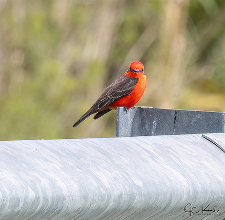 Vermillion Flycatcher