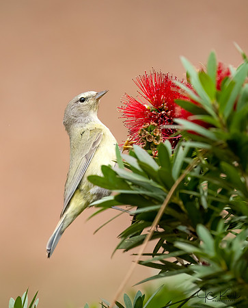 Ornge-crowned Warbler