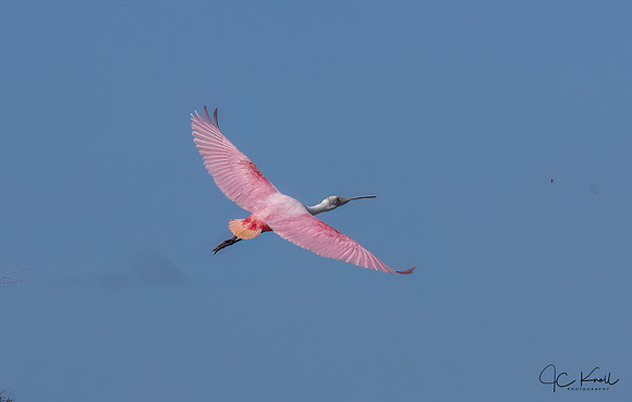 Roseate Spoonbill