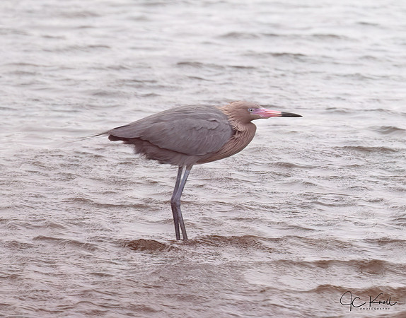 Reddish Egret