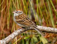 Chippng sparrow