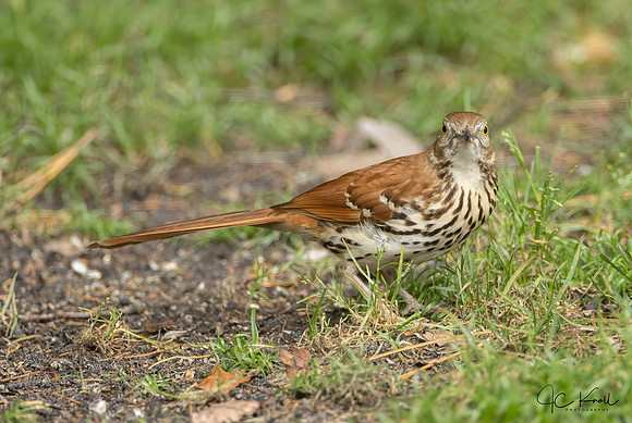 Brown Thrasher