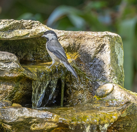 Carolina Chickadee