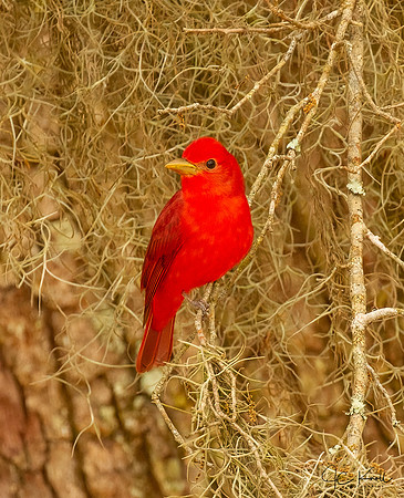 Summer Tanager (M)