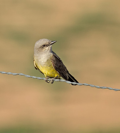 Western Kingbird