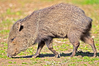 Collared Peccary